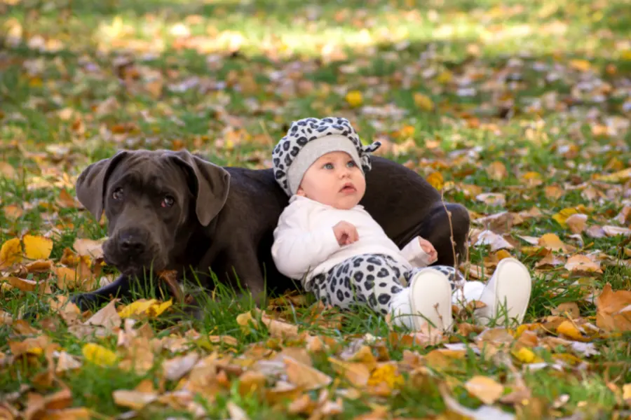 Cane Corso And Babies