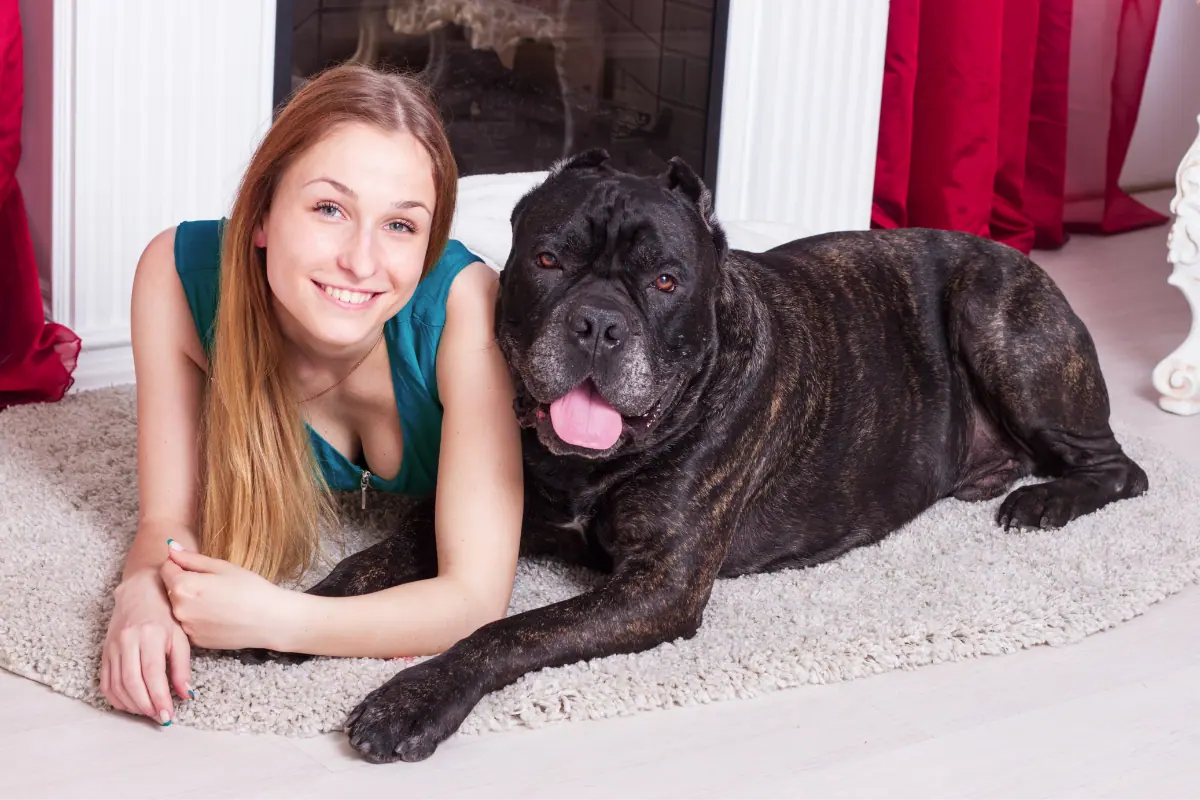 Cane Corso Cuddling With Owner