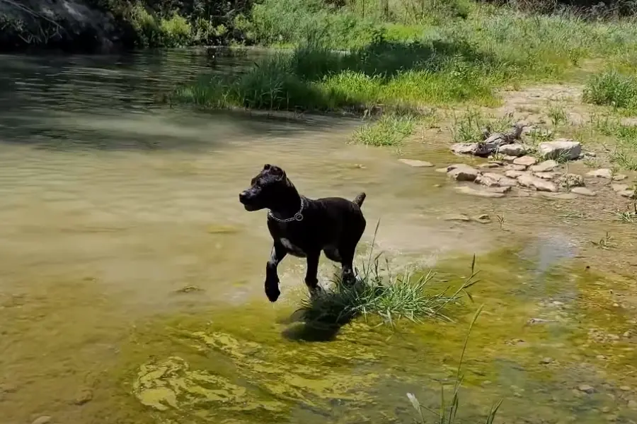 Cane Corso Playing in Water