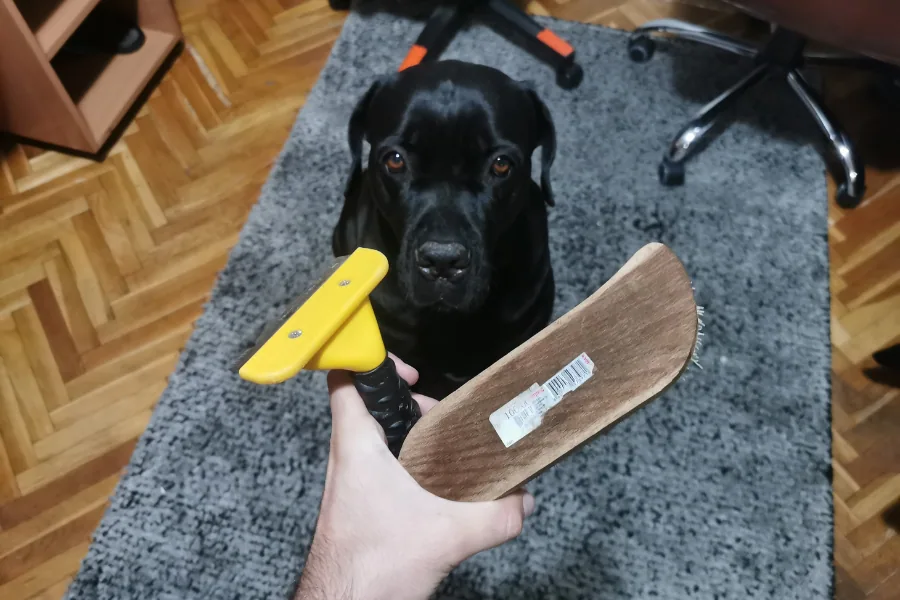 Cane Corso and Grooming Tools.