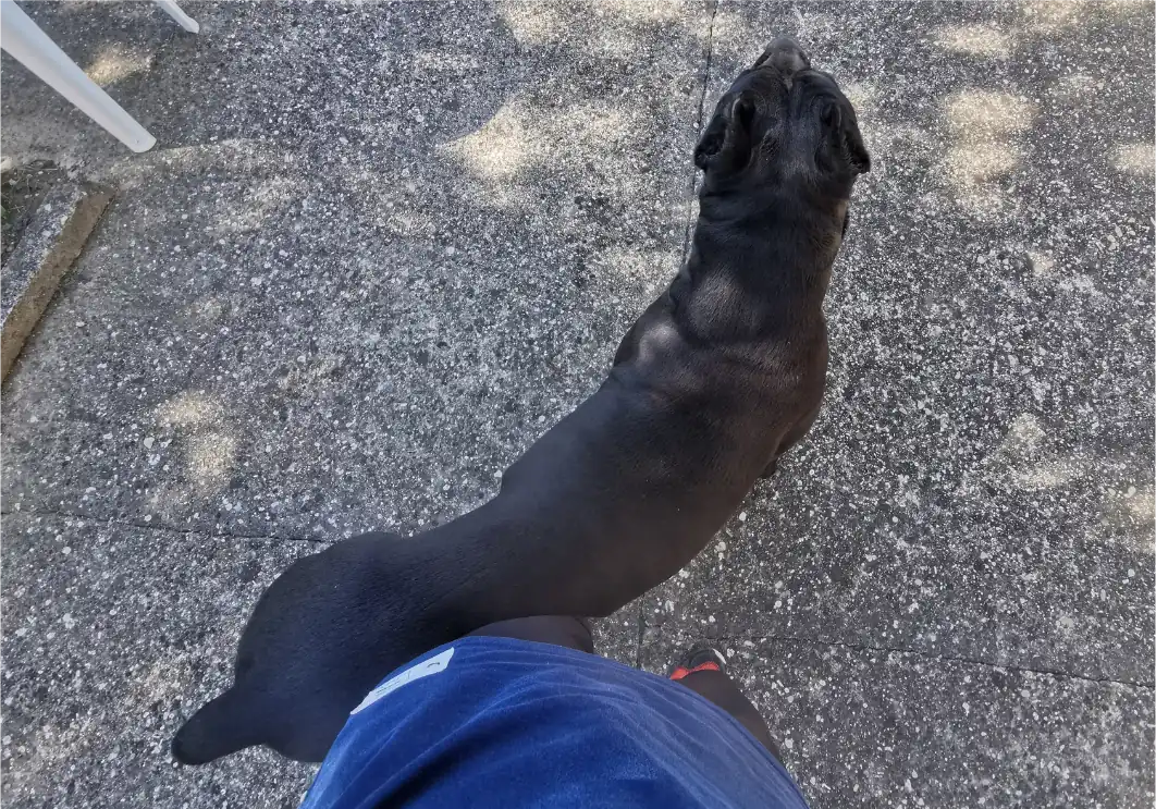 Cane Corso Leaning on my leg.
