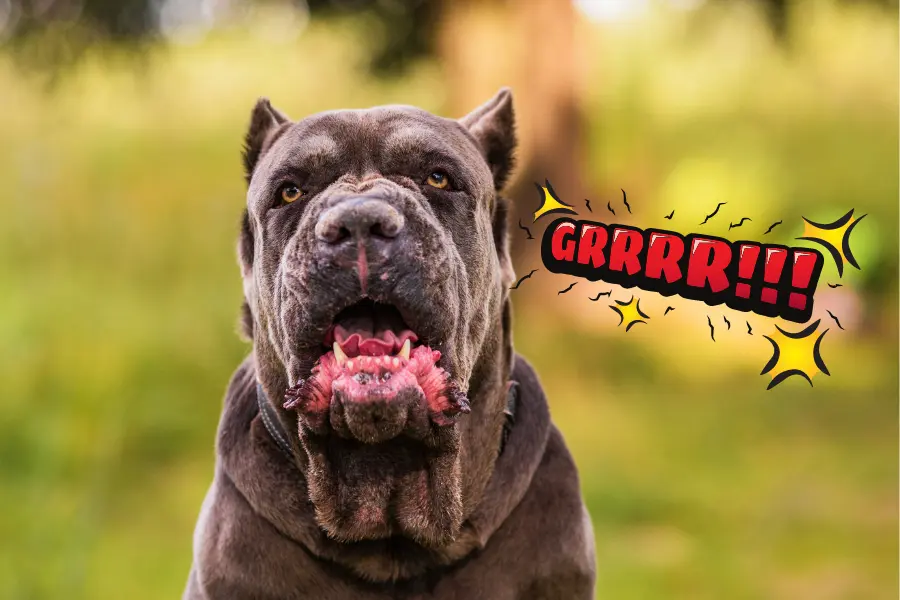 are cane corsos aggressive or dangerous dogs