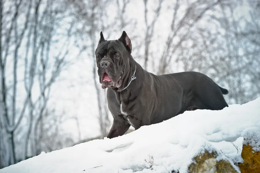 Cane Corso outside on a cold snowy day.
