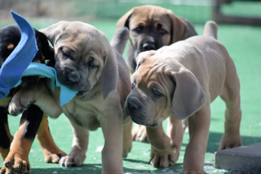 Cane Corso Puppies Playing