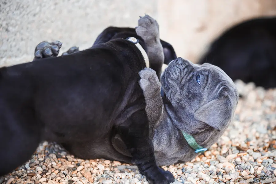 Cane Corso Puppies Rough Playing