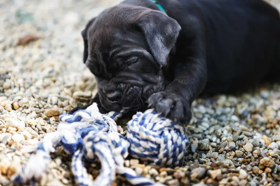 Cane Corso Puppy Playing With a Toy