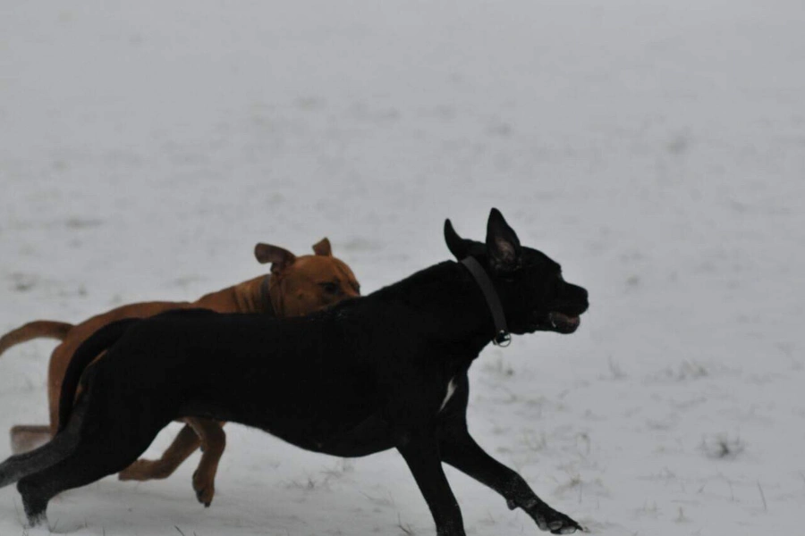 Cane Corso and Stafford runnng in snow