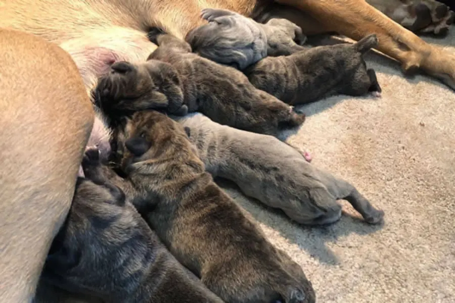 Cane Corso newborn puppies sucking