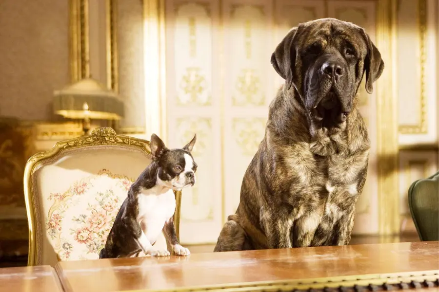 Cane Corso in Hotel for Dogs (2009)