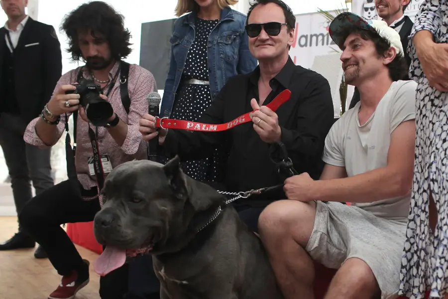 Celebrities with Cane Corsos, Quentin Tarantino with a Cane Corso