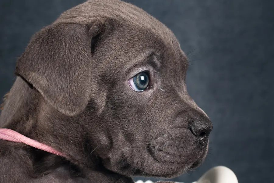 Cane Corso Puppy with blue eyes changing their color