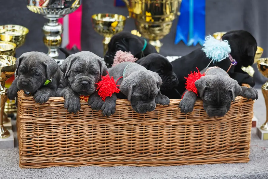 How to Choose a Cane Corso Puppy From a Litter