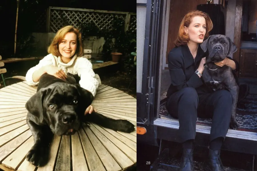 celebrities with a cane corso - Gillian Anderson
