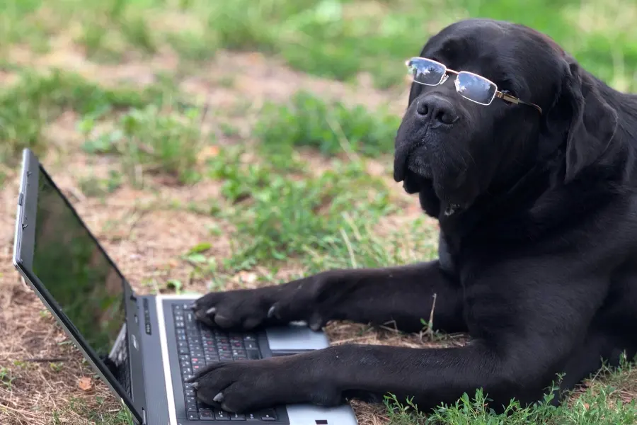 Cane Corso looking at a laptop.