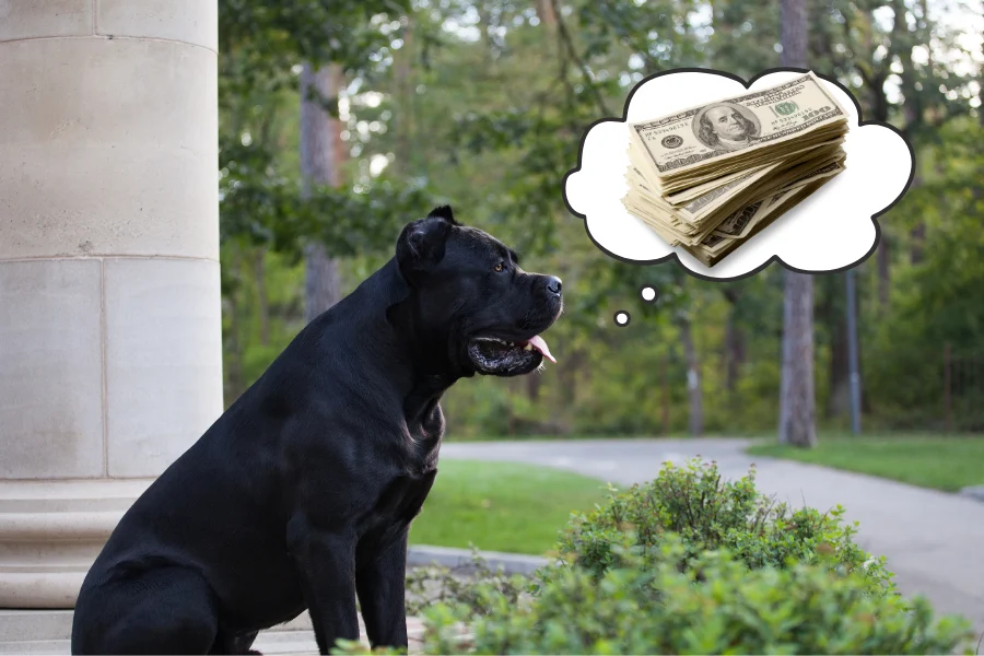 Cane Corso sitting outdoors. A think cloud above the Corso's head represents the cost of buying and owning a Cane Corso.