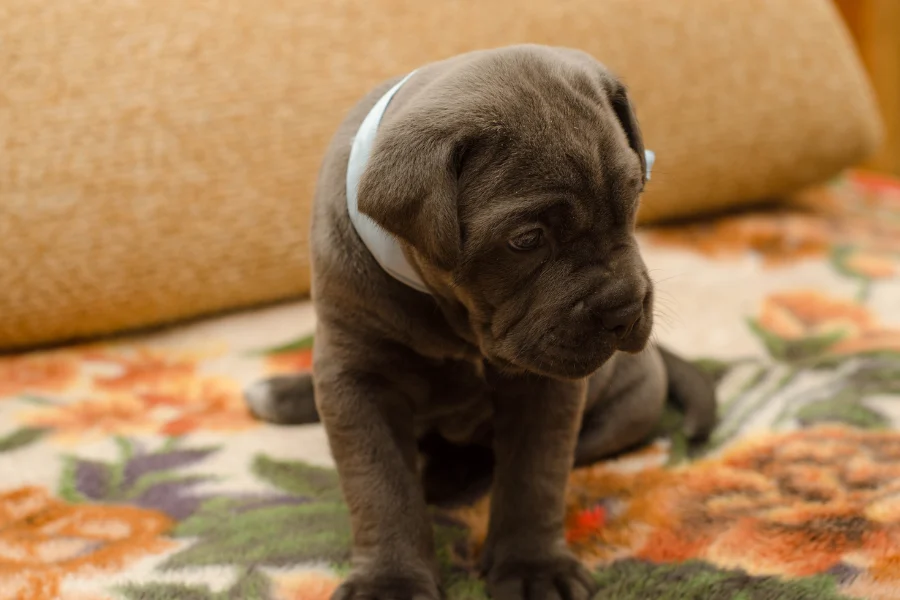 Grey Cane Corso puppy sitting on a bed.