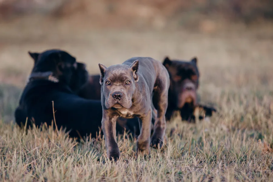 Grey Cane Corso puppy walking in front of two adult black Cane Corsos on a grass field.