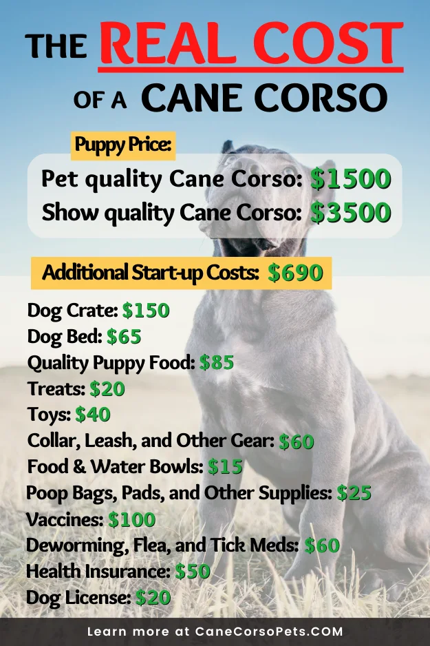 Table of Cane Corso puppy prices and all additional start-up costs of raising a Cane Corso.